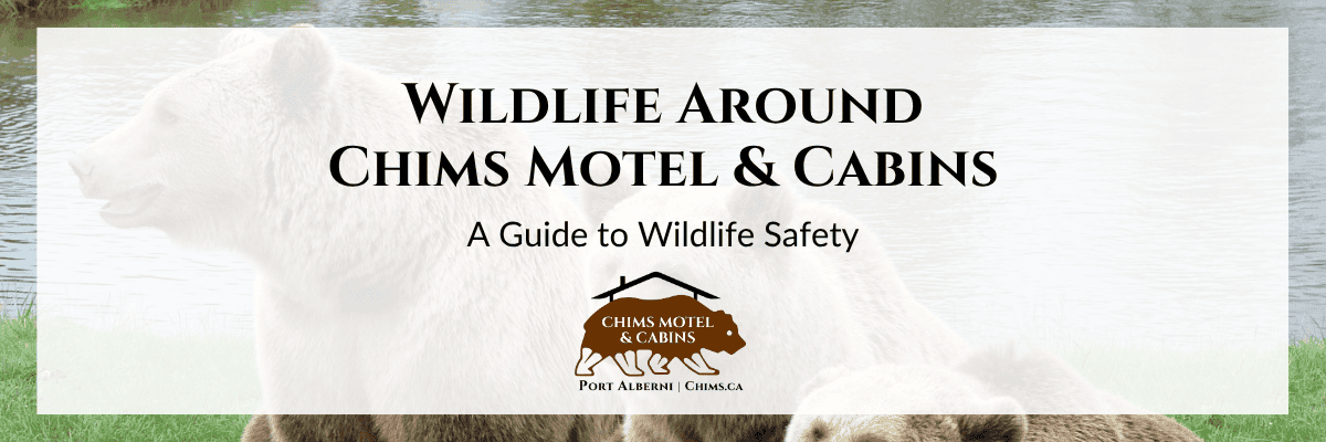 Wildlife around Chims Cabins in Port Alberni, Vancouver Island